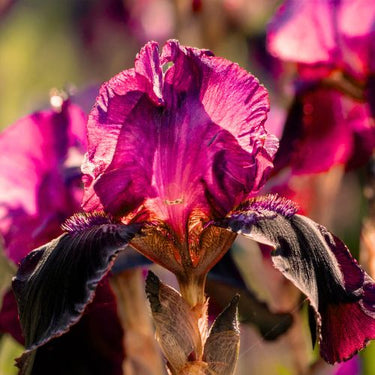 Bearded Iris ’Devil’s Punchbowl’
